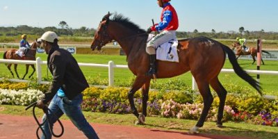 -Fairview Racecourse-Algoa Cup Social Images- Sponsored Saddle Cloths -27 October 2019-1-DSC_0265